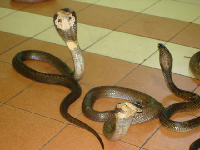 Mơ rắn hổ mang bò vào nhà